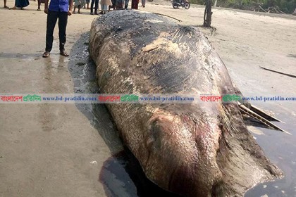 কুয়াকাটার সৈকতে ভেসে এল বিশালাকৃতির তিমি 