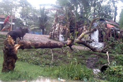কলাপাড়ায় হঠাৎ ঘূর্ণিঝড়ে ১৫টি ঘরবাড়ি লন্ডভন্ড