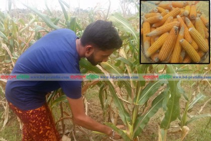 ভুট্টা চাষে বাড়তি আয়