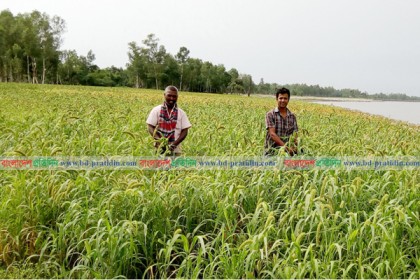 বগুড়ায় কাউনের ভাল ফলনে চাষীদের মুখে হাসি