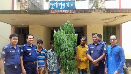 নেত্রকোনার গাঁজার গাছসহ তিন ব্যবসায়ী আটক
