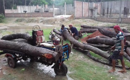 ফরিদপুরে কেটে নেয়া সরকারি গাছ উদ্ধার