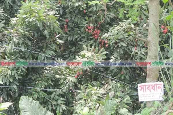চুরি ঠেকাতে লিচু গাছে বৈদ্যুতিক ফাঁদ! 
