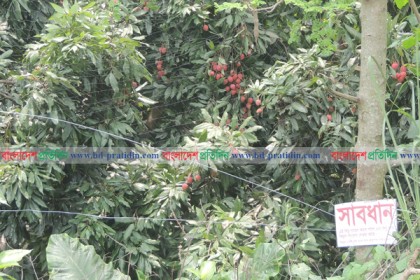 চুরি ঠেকাতে লিচু গাছে বৈদ্যুতিক ফাঁদ! 