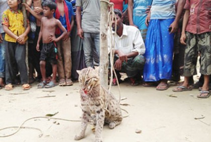 ফরিদপুরে মেছো বাঘ আটক