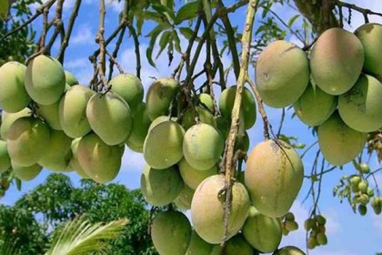 নাটোরে আম সংগ্রহের কার্যক্রম শুরু 