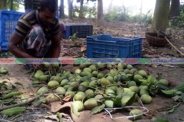 কলারোয়ার আম যাচ্ছে ইউরোপে 