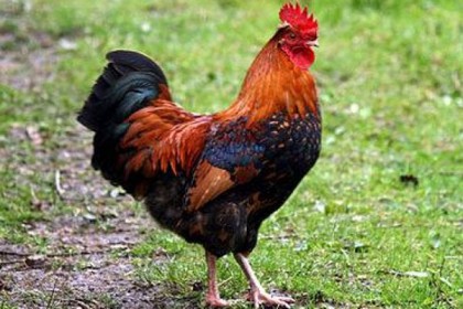 বিশ্বনাথে মোরগ নিয়ে সংঘর্ষে নিহত ১