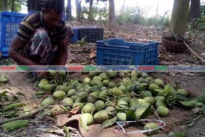 কলারোয়ার আম যাচ্ছে ইউরোপে 