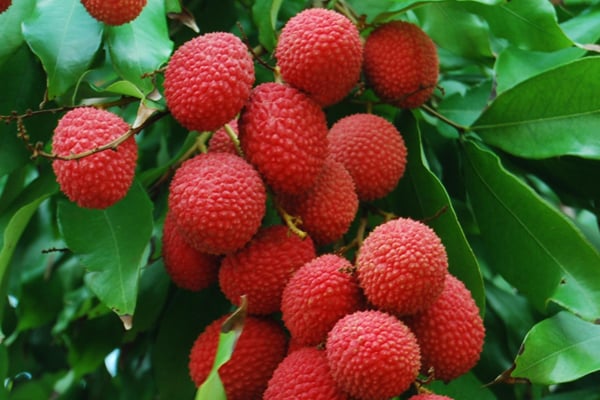 লিচুর অসাধারণ গুণাগুণ 