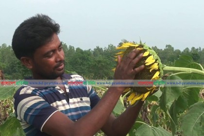 যমুনার চরে সূর্যমূখী ফুল চাষ
