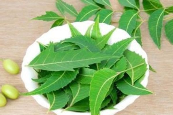 নিম পাতার গুণাগুণ