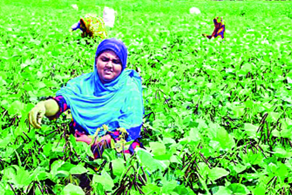 ভোলার মুগডাল জাপান যাচ্ছে