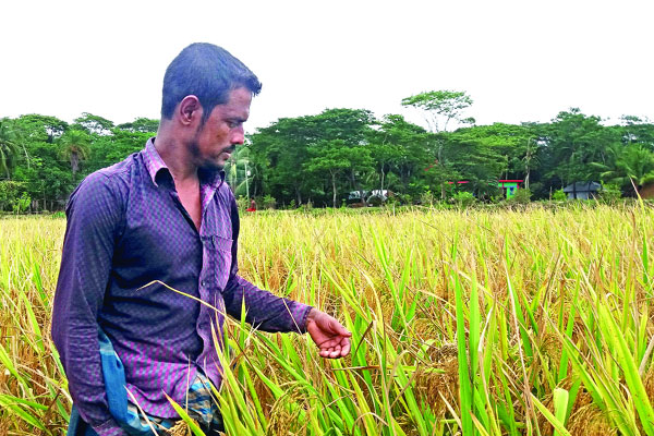 বাগেরহাটের ফাতেমা ধান