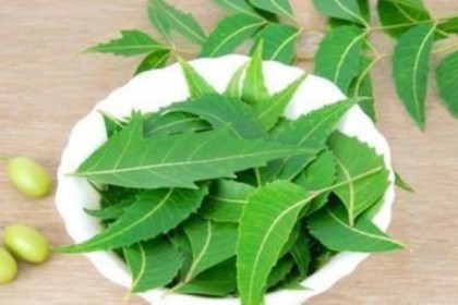 নিম পাতার গুণাগুণ