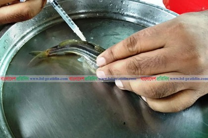 দুই মাছের কৃত্রিম প্রজননে সফল নোবিপ্রবির শিক্ষক শ্যামল