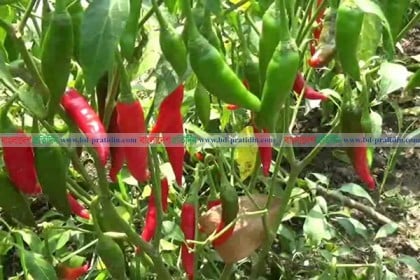 পঞ্চগড়ে মরিচে টেঁপা পচা রোগ, বিপাকে চাষিরা

