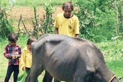 বিশ্বকাপে ভারতের নায়ক এখন গরু চড়ান!