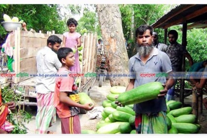 ফরিদপুরে লালমি-বাঙ্গিতে রঙিন স্বপ্ন কৃষকের