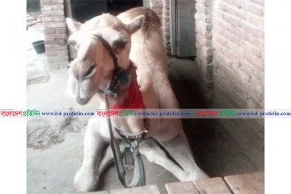 উট দিয়ে ঝাড়ফুঁক করে অর্থ আদায়!