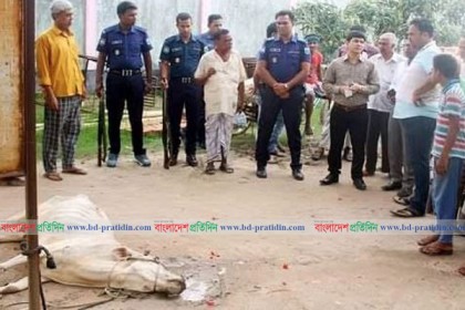 নাটোরে কুকুরে কামড়ানো গাভী জবাই করে বিক্রির চেষ্টা