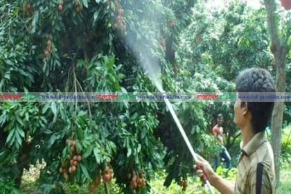 লিচু বিক্রির আগেও ব্যবহার করা হচ্ছে কীটনাশক
