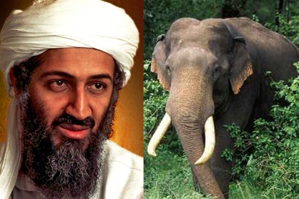 ভারতেই আত্মগোপনে 'লাদেন'!
