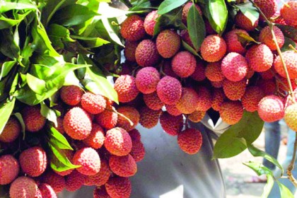 ইফতারে স্বাস্থ্যকর ফল লিচু

