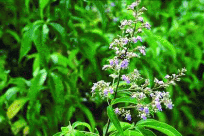 নিশিন্দার নানা গুণ