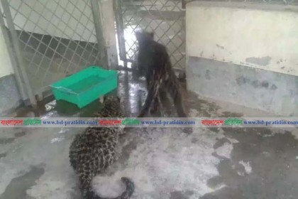 উদ্ধার সেই দুই চিতা বাঘের জায়গা হলো বঙ্গবন্ধু সাফারি পার্কে
