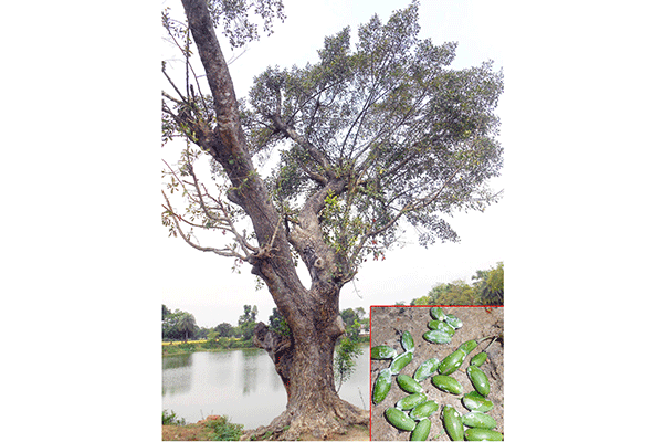 নাম তার 'দুধফল'