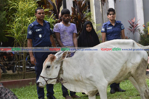 ঠাকুরগাঁওয়ে গরু চুরি করতে গিয়ে স্বামী-স্ত্রী আটক