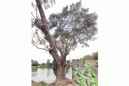 নাম তার 'দুধফল'