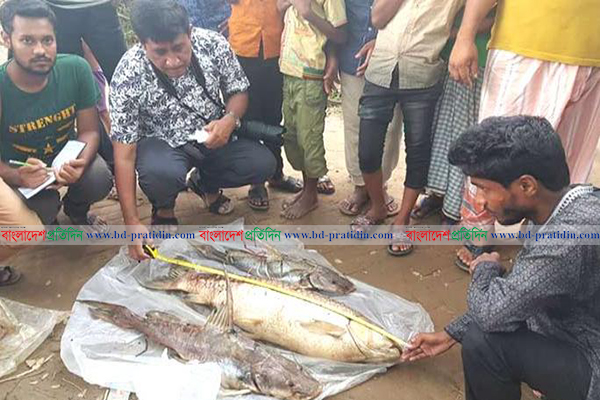 দূষণে হালদায় মরছে মৃগেল মাছ