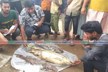 দূষণে হালদায় মরছে মৃগেল মাছ