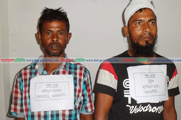 বগুড়ায় চোরাই গরুসহ দুই চোর গ্রেফতার