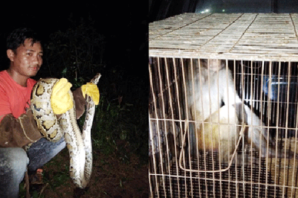 সাতছড়ি জাতীয় উদ্যানে অজগর ও বানর অবমুক্ত