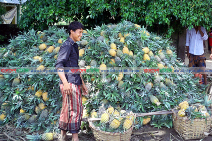 পাহাড়ে আনারসের বাম্পার ফলন