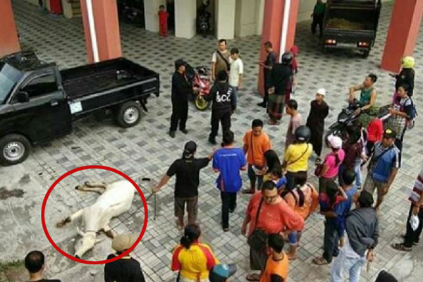 মার্কেটের ৩ তলা থেকে লাফ দিয়ে গরুর 'আত্মহত্যা'!