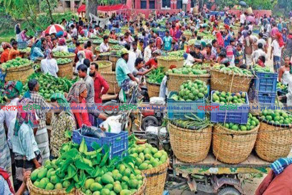 নাটোরে আম আছে, দাম নেই