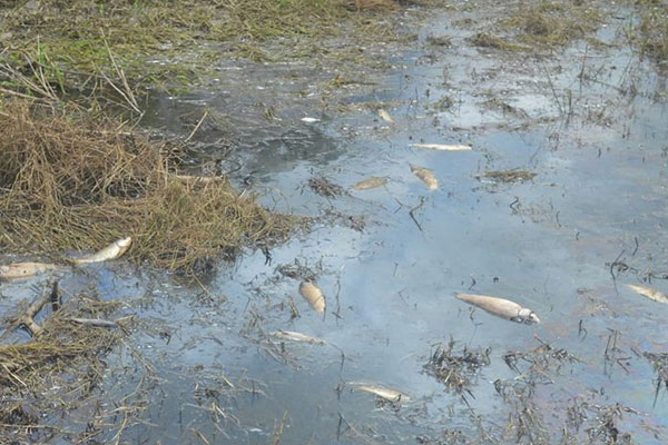 হালদা দূষণ রোধে পেপার মিল বন্ধ ঘোষণা