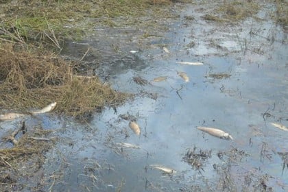 হালদা দূষণ রোধে পেপার মিল বন্ধ ঘোষণা