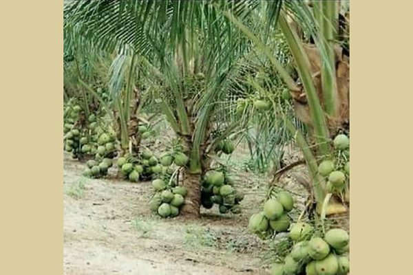খাটো জাতের 'ম্যাজিক নারিকেল' চাষে গুরুত্ব কৃষি মন্ত্রণালয়ের