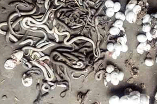 বগুড়ায় বাড়ির বৈঠকখানা থেকে ৫৪ গোখরা সাপ নিধন