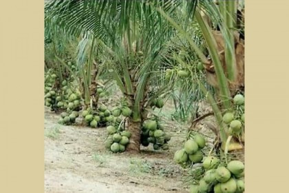 খাটো জাতের 'ম্যাজিক নারিকেল' চাষে গুরুত্ব কৃষি মন্ত্রণালয়ের