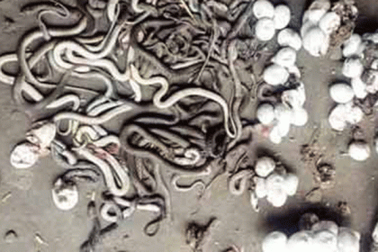 বগুড়ায় বাড়ির বৈঠকখানা থেকে ৫৪ গোখরা সাপ নিধন