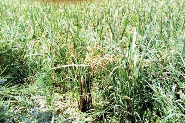 ঠাকুরগাঁওয়ে ধান গাছের গোড়া থেকে ফের ধান উৎপাদন!

