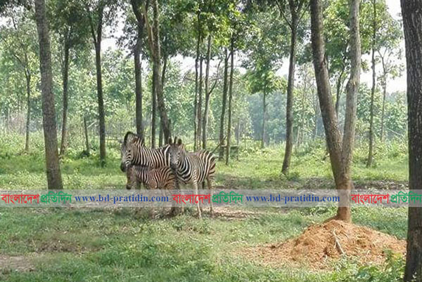 বঙ্গবন্ধু সাফারি পার্কে জেব্রা পরিবারে নতুন সদস্য