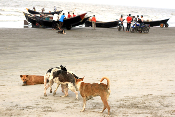 কুয়াকাটা সৈকতে বেওয়ারিশ কুকুরের উপদ্রব, পর্যটকরা আতঙ্কে