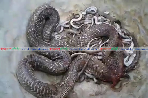 মাদারীপুরে ঘর থেকে শতাধিক বিষধর সাপ উদ্ধার

